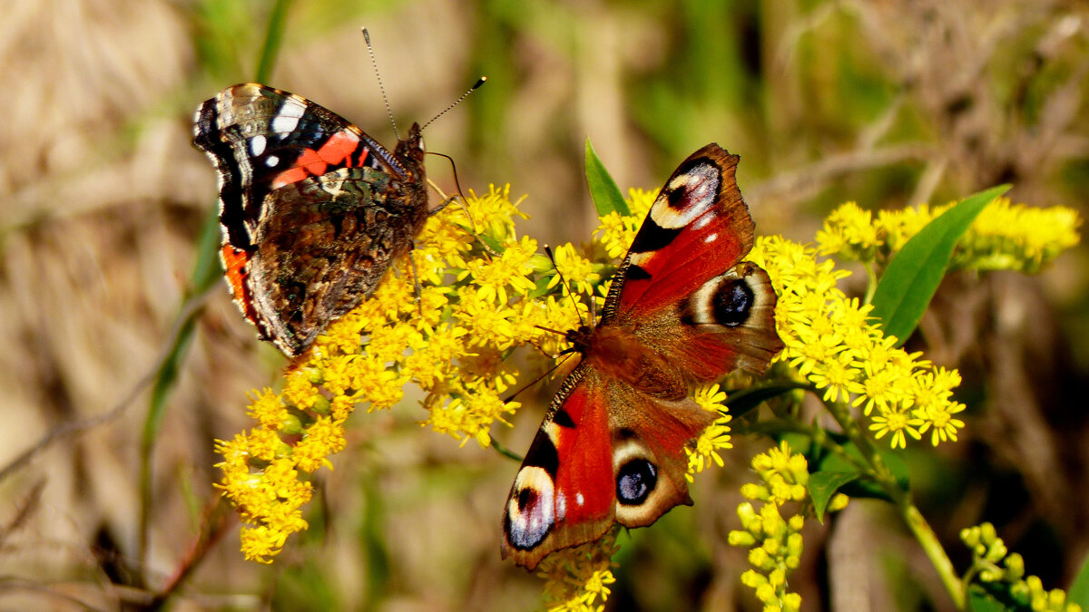 опять про бабочек...231 - Александр Прокудин