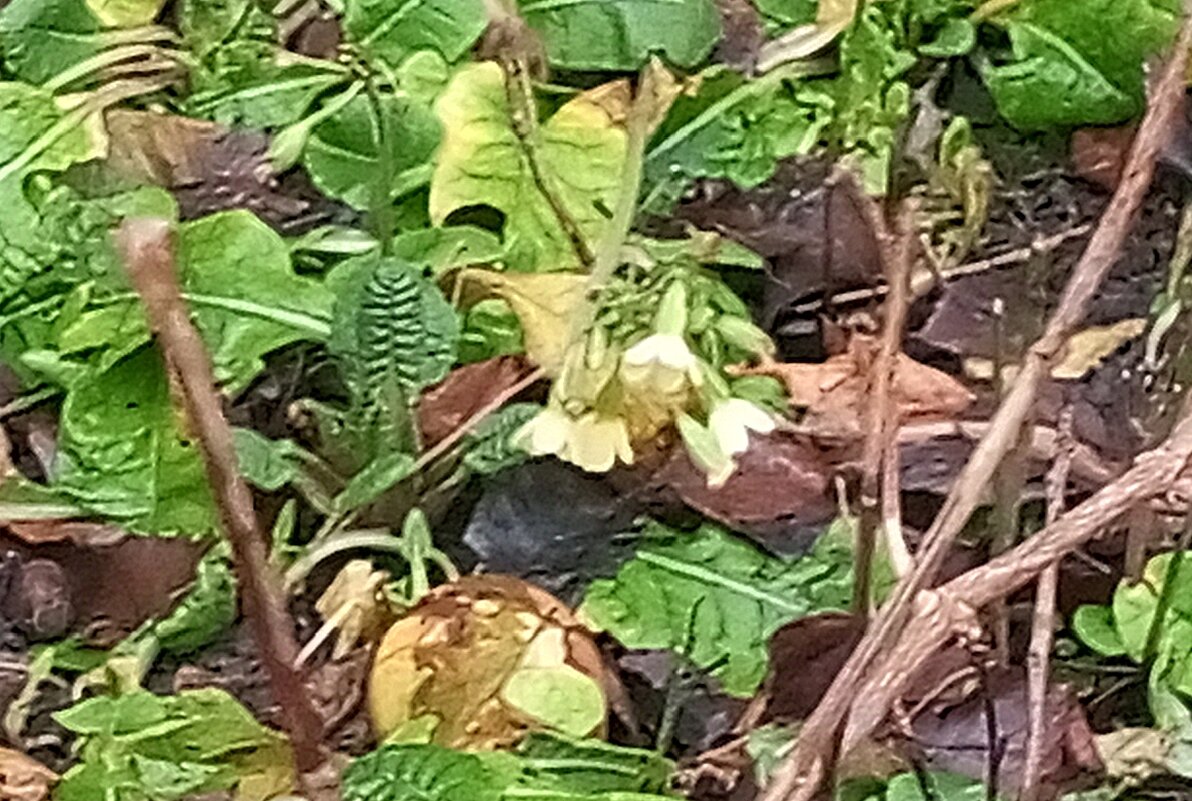 Примула - Сапсан 