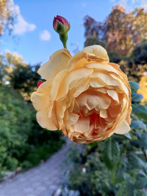 Роза - Сапсан 