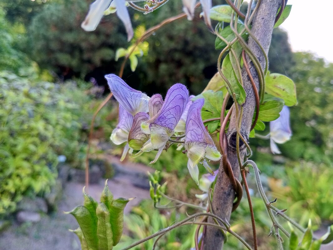 Аконит - Сапсан 