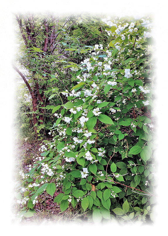 Когда цветёт жасмин... - Людмила Фил