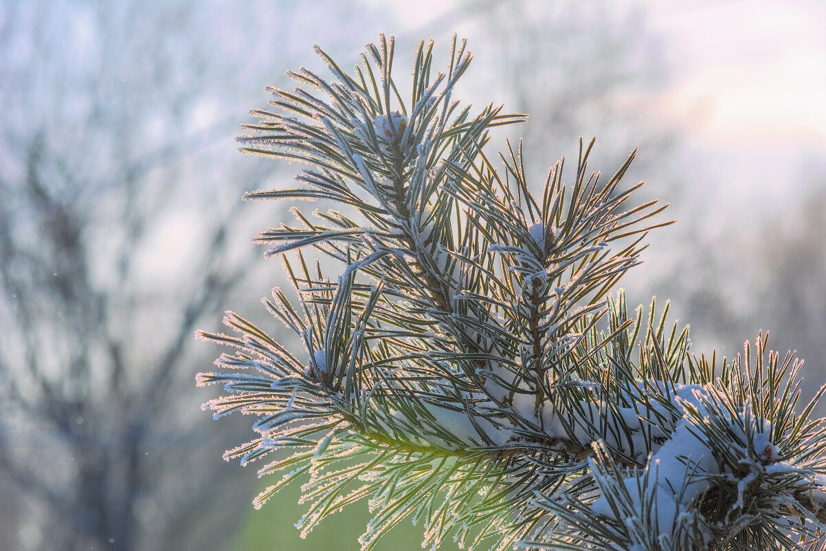 *** - Виктор Иванович Чернюк