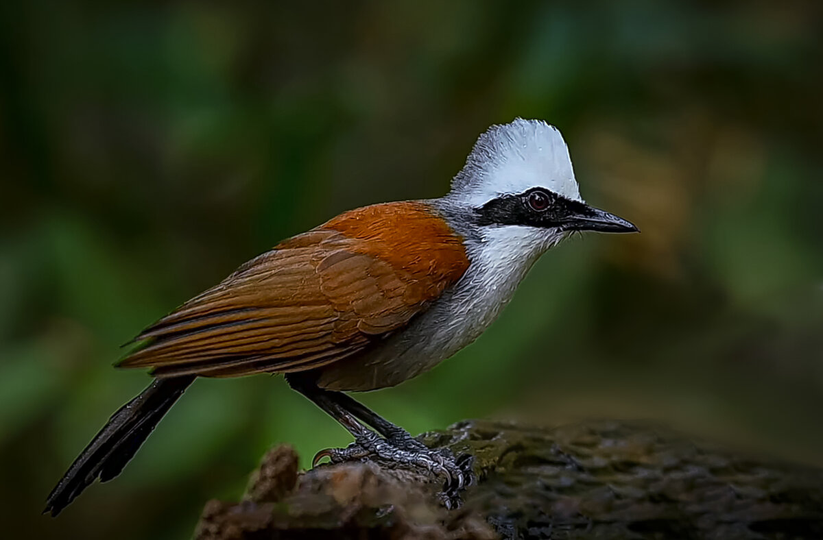 Белохохлая кустарница - Aleksey Afonin