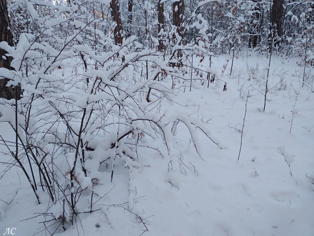 Зимнее настроение (серия) - Любовь Сахарова