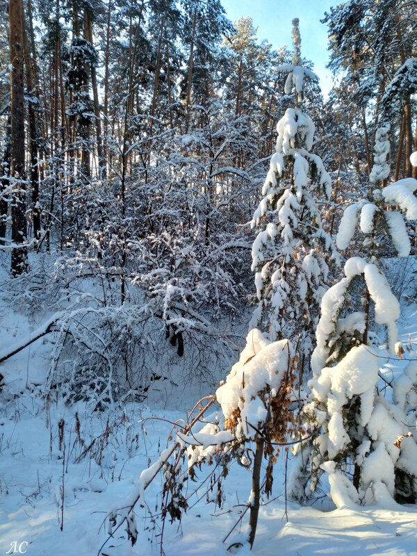 Зимняя сказка - Любовь Сахарова