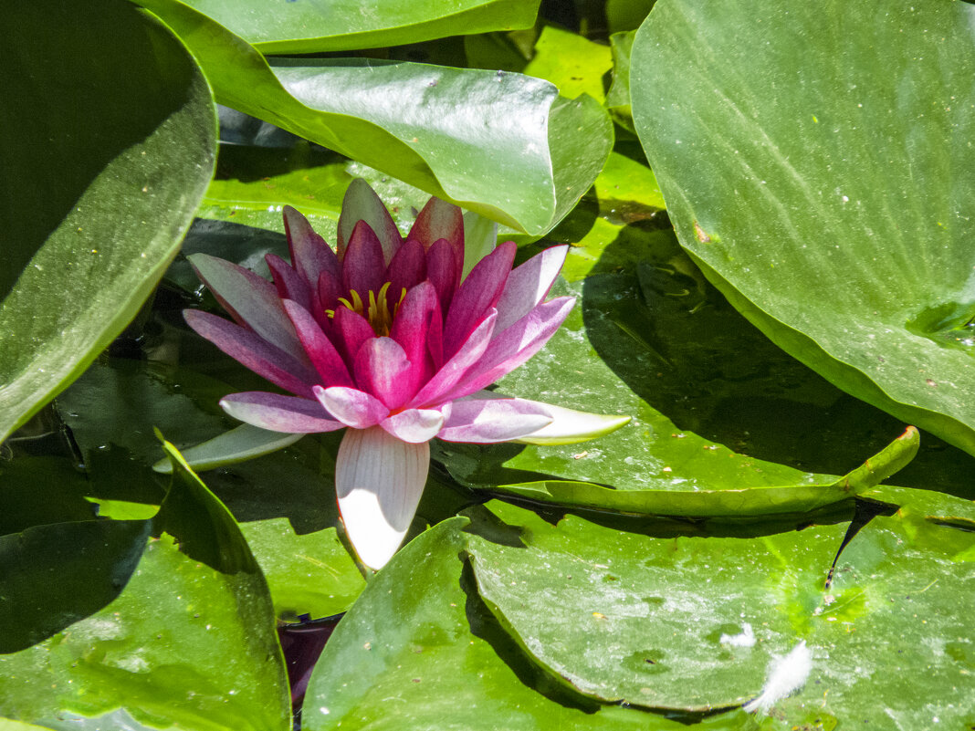 Красная лилия - Валентин Семчишин Красная лилия - Валентин Семчишин