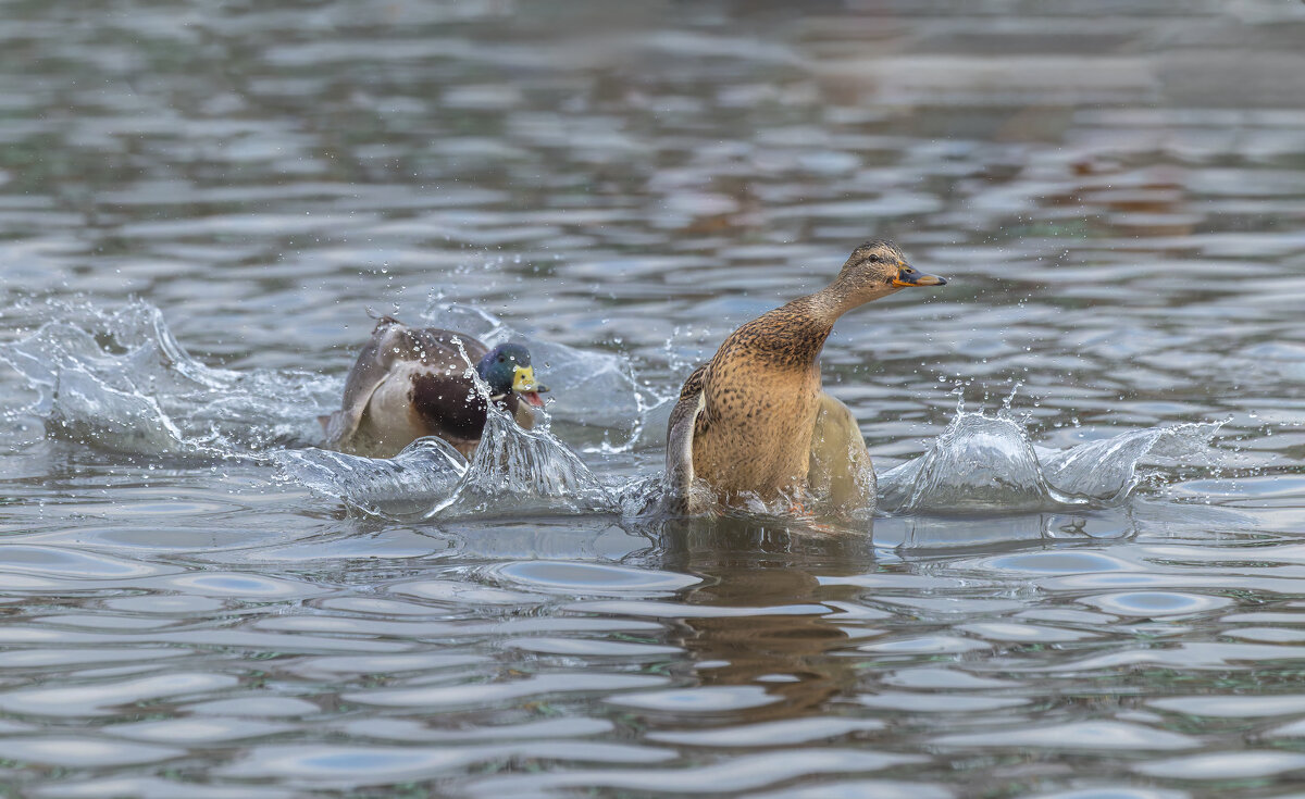 догонялки. - юрий макаров
