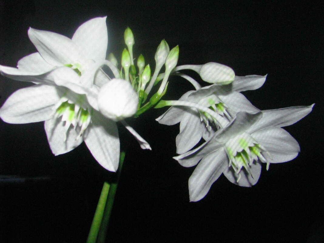 Красота на окошке - Людмила Смородинская