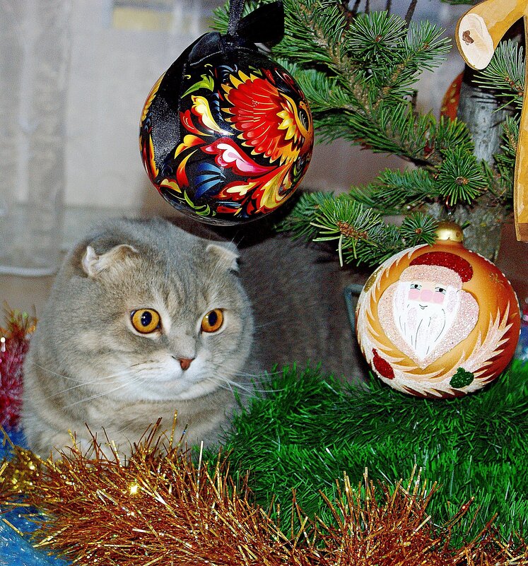 Любимое место Тараса в новогодние праздники - Галина Нестратова