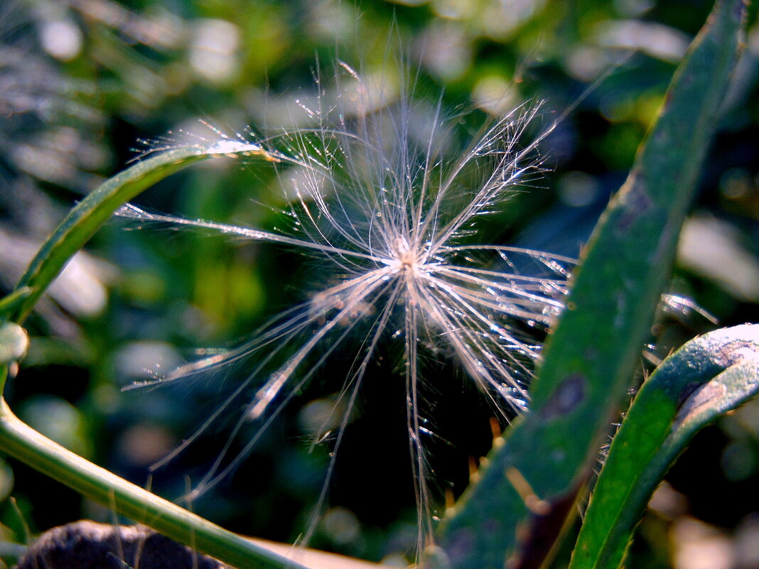 Пушинка. - nadyasilyuk Вознюк