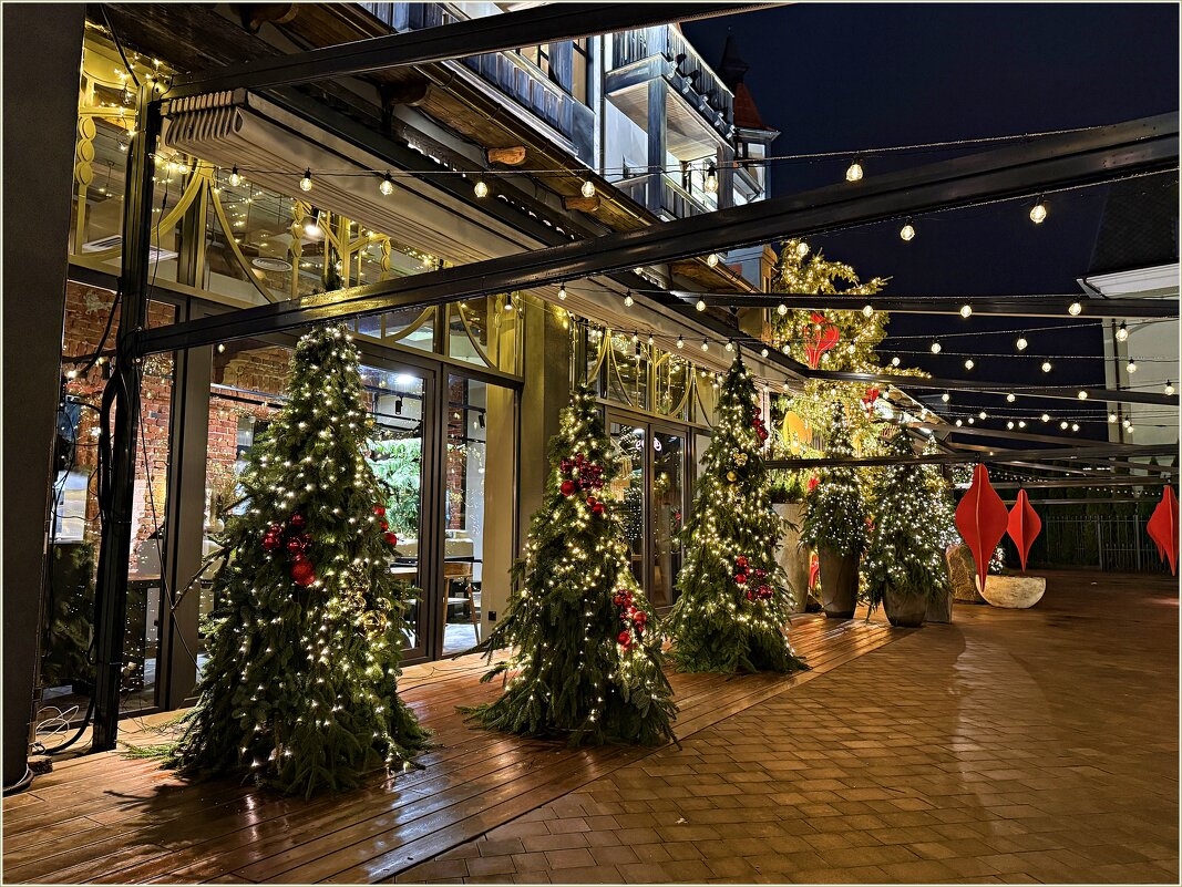 Ёлочки у Гостевого дома. - Валерия Комова