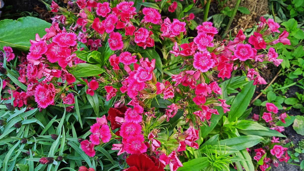 дачное - Елена Шаламова