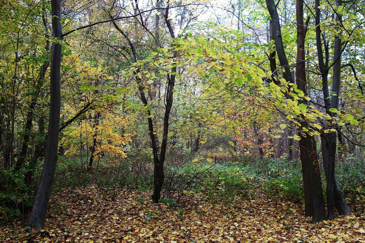 Ашманн парк, Калининград - Рита Симонова