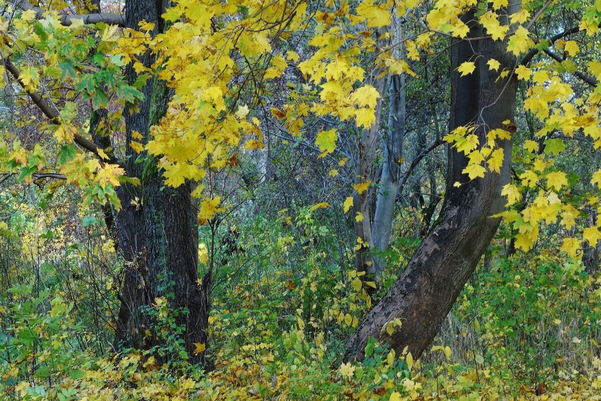 Ноябрь, Ашманн парк, Калининград - Рита Симонова