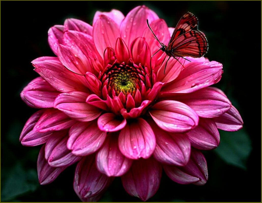 Георгин и бабочка ... - Валентина Надсон