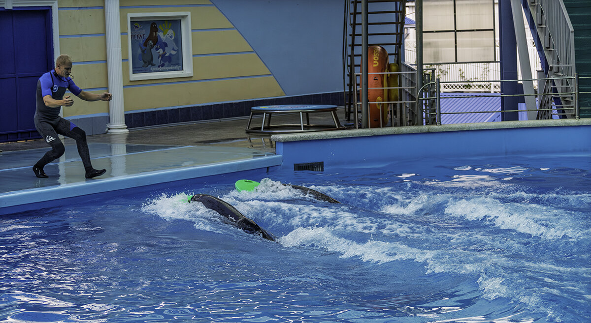 Перед прыжком из бассейна - Игорь Сикорский