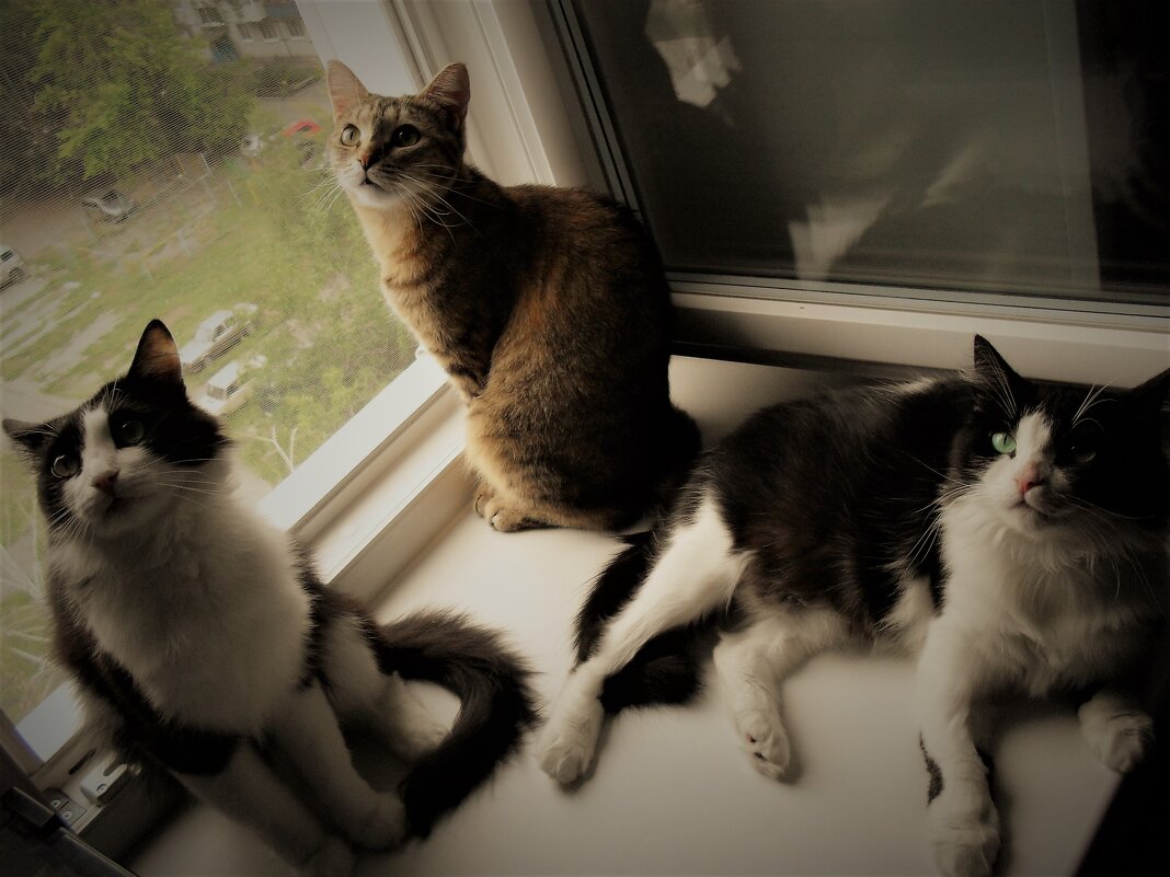 Меховые цветы - Nora Nowhere