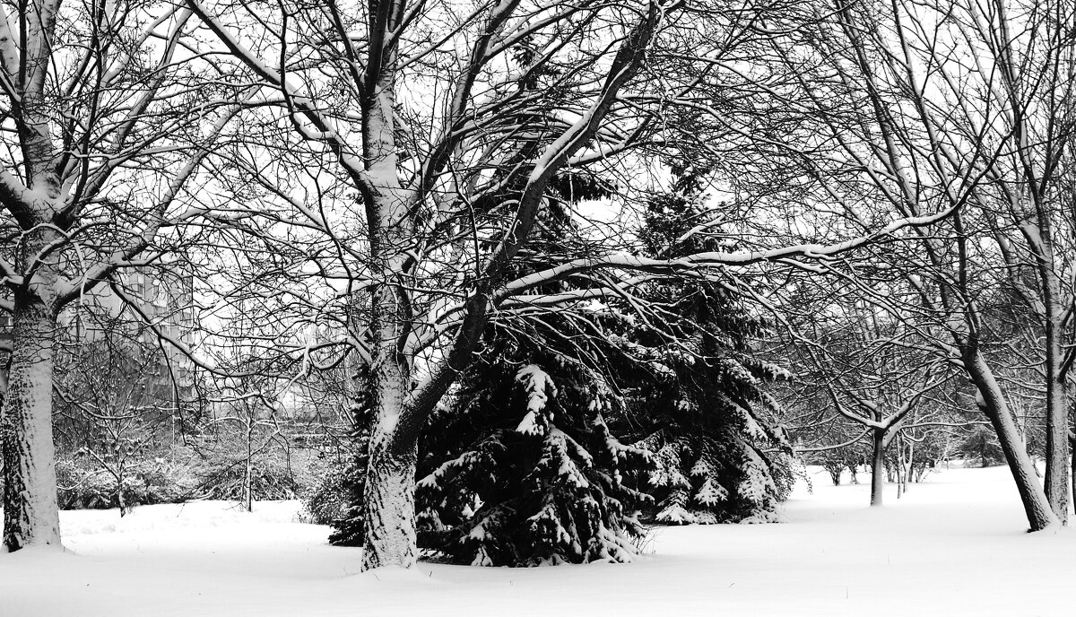 После снегопада. - Василий Палий
