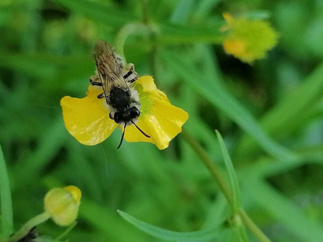 *** - Зоя Мишина