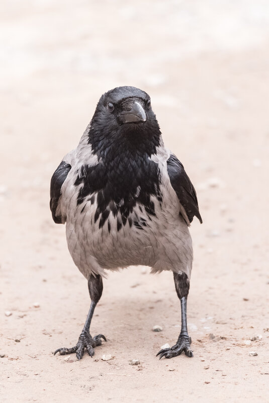 Чё надо? - Игорь Шевченко