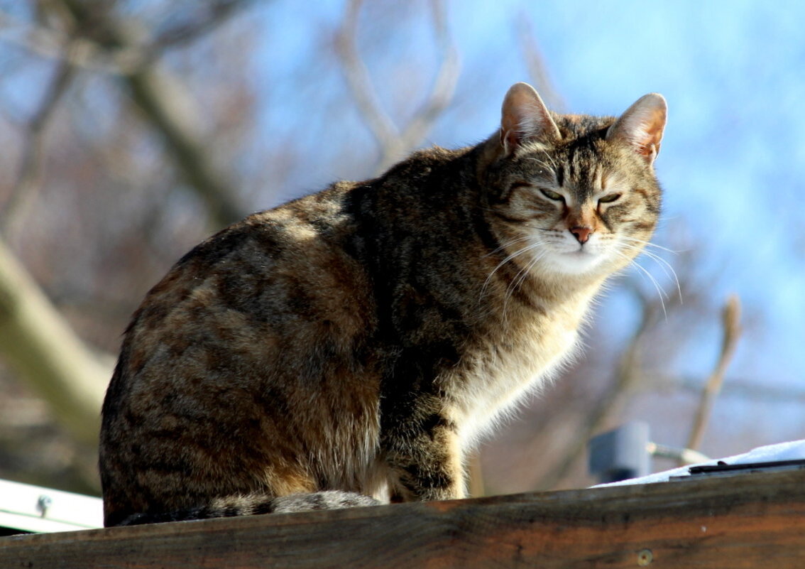 Котейка - жанна нечаева