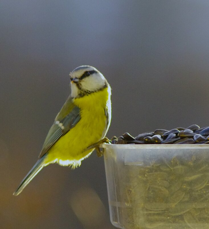 Кокетка :) - Юрий Куликов