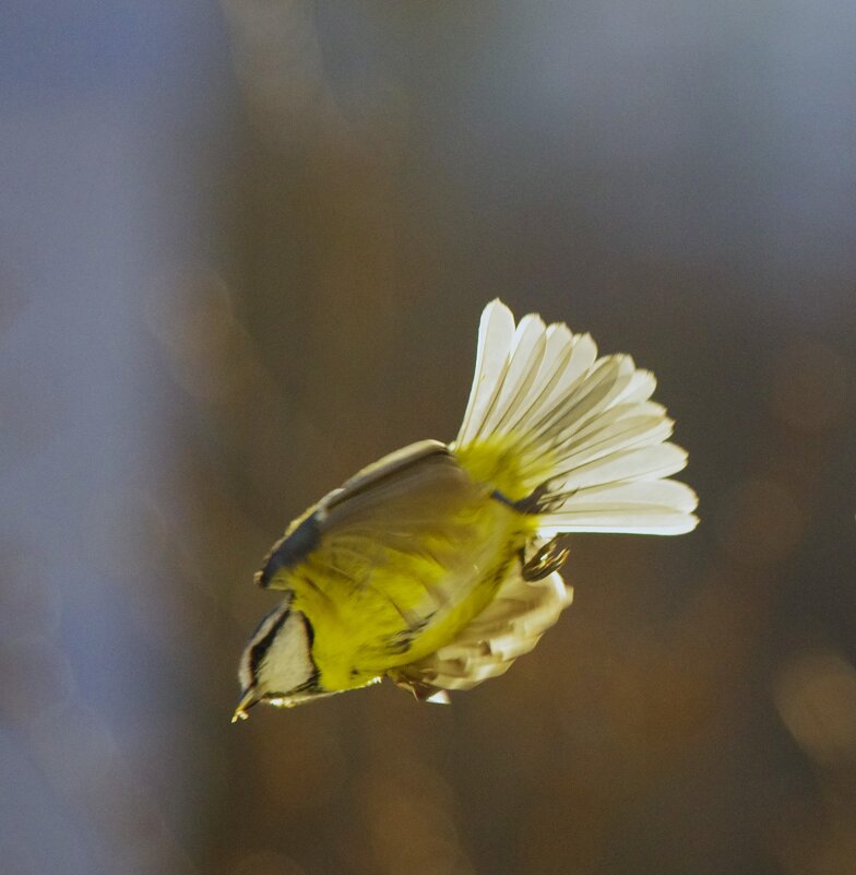Полёт к дубу... - Юрий Куликов