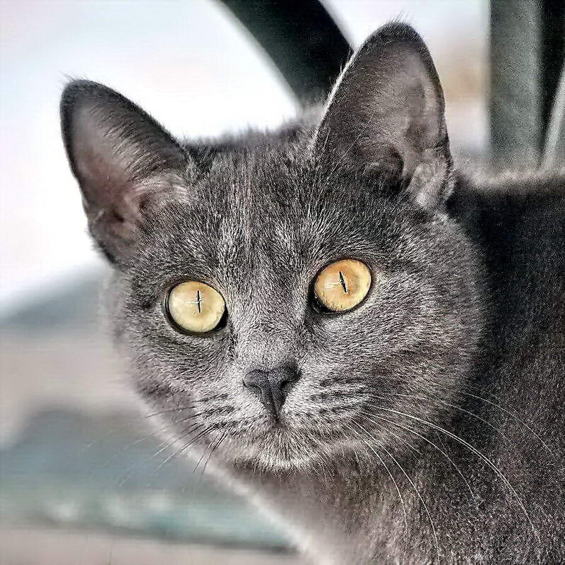 Масяня. - Алексей Бубнов