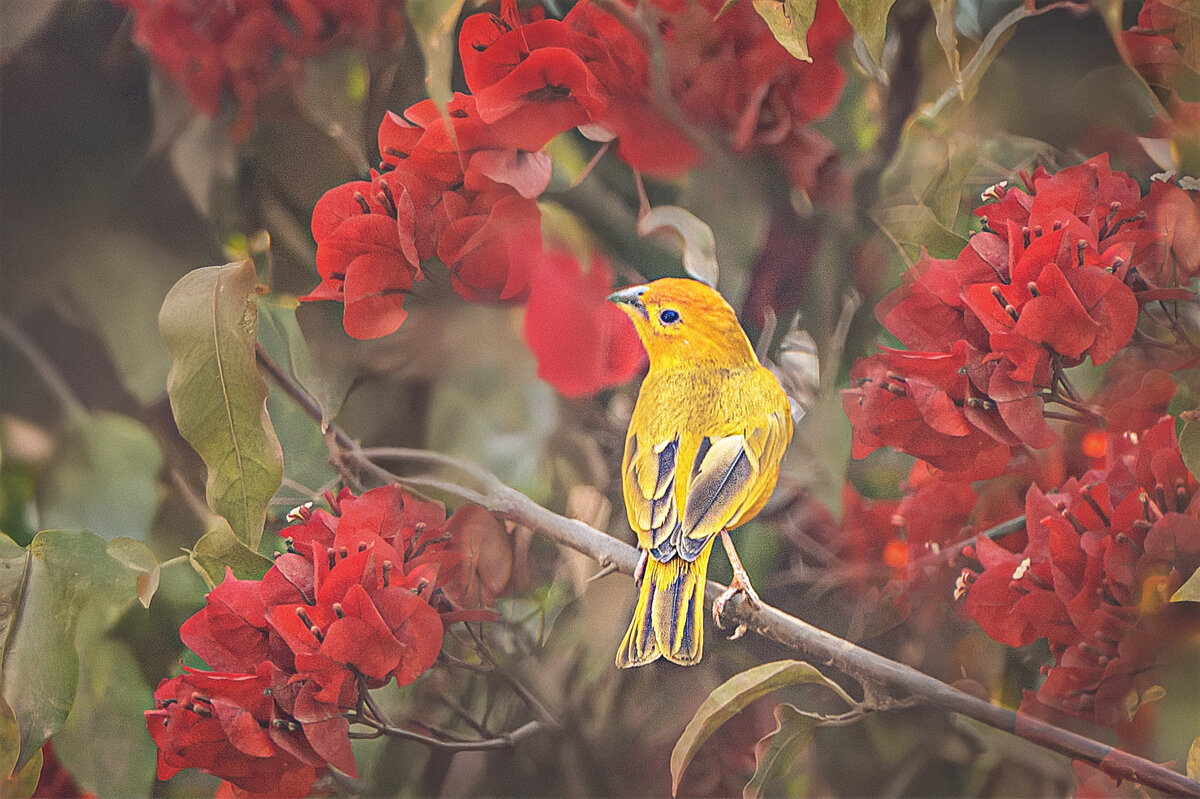 Питомцы Перу - Svetlana Galvez