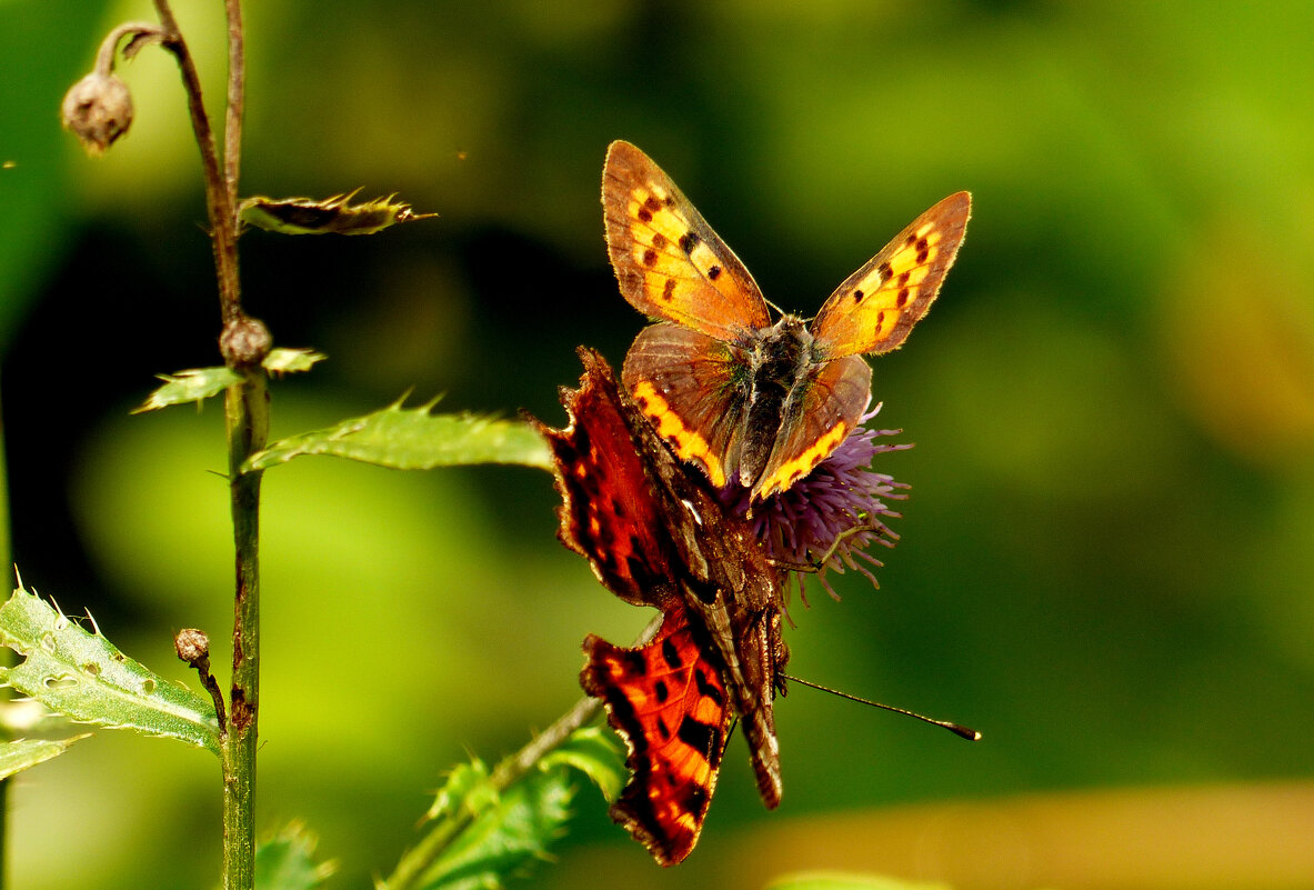 опять про бабочек...236 - Александр Прокудин