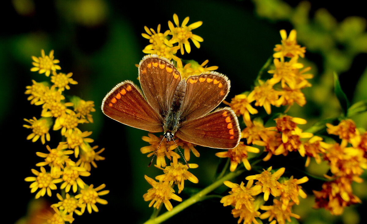 опять про бабочек...239 - Александр Прокудин