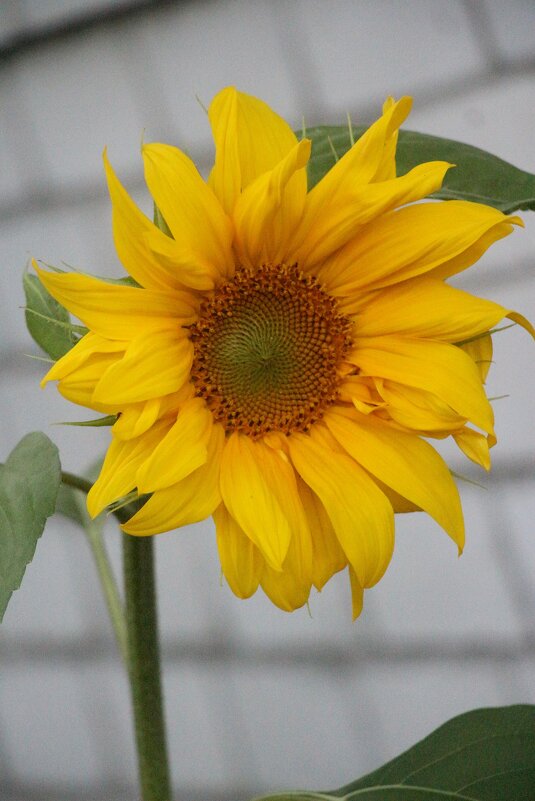 Осень 2025. Сентябрь - Наталья Герасимова