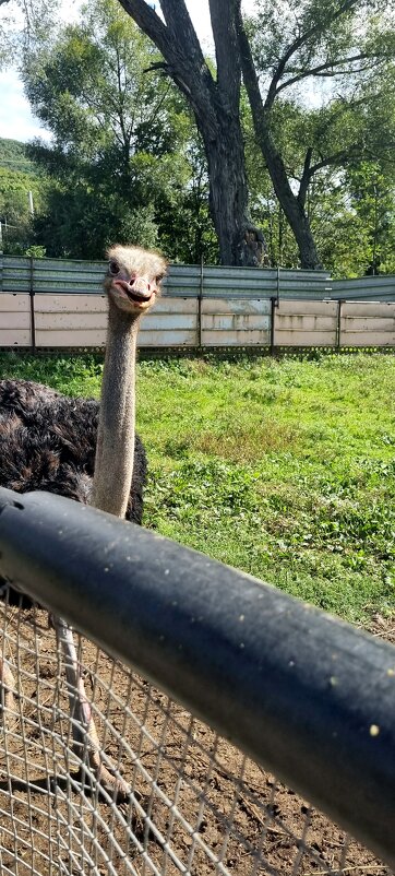 Привет! - Даша Дружинина