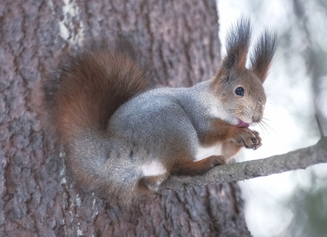 Обычная белочка - Марина Фомина.