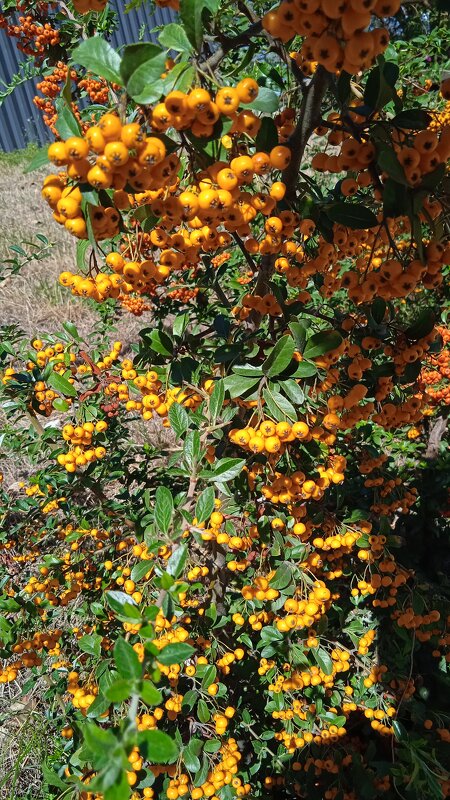 октябрь в Новороссийске - Елена Шаламова