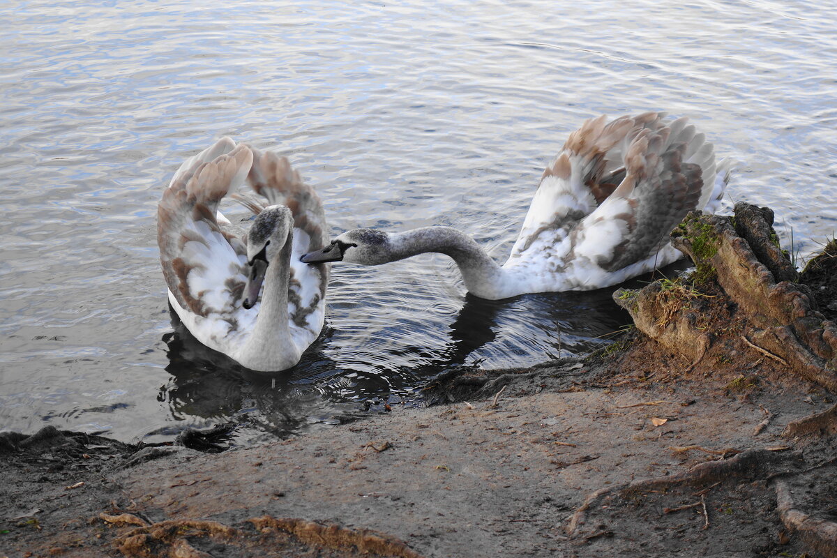 Лебединая молодежь - Рита Симонова
