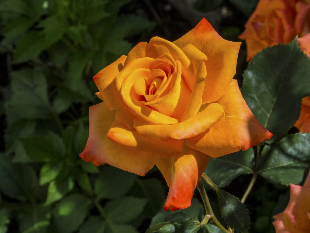 Оранжевая  Флорибунда - Валентин Семчишин