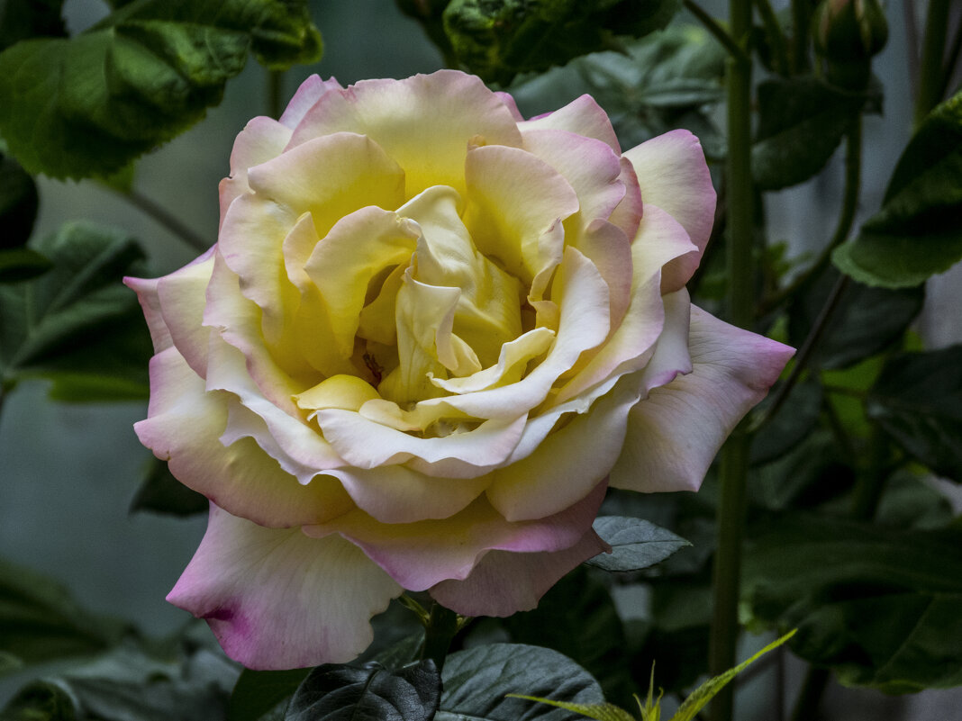 Глория  Дей - Валентин Семчишин