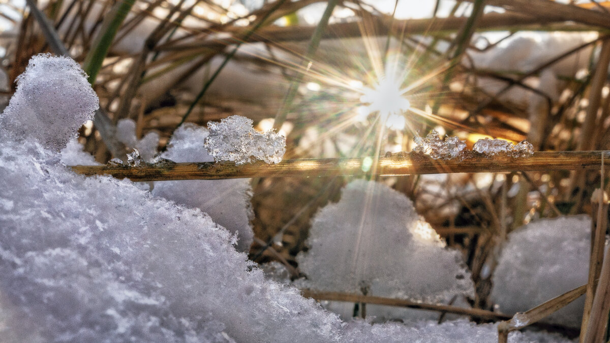 Яркости зимы - sorovey Sol