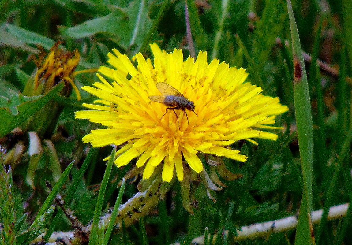 Просто мушка. - nadyasilyuk Вознюк