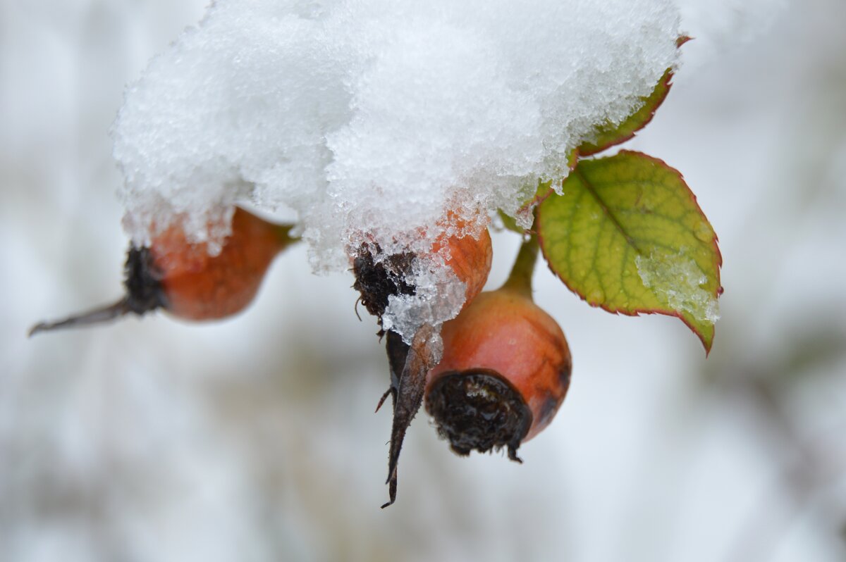 Розовый куст... - Надежда Куркина 