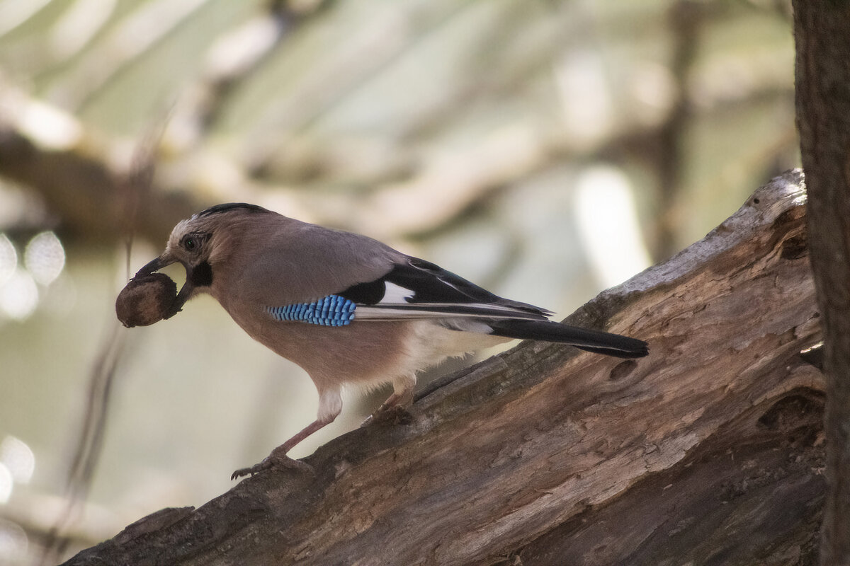 Сойка. - Александр. AVG100 ---