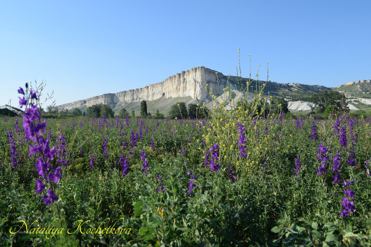 Природа Крыма - Amazing Cosmea