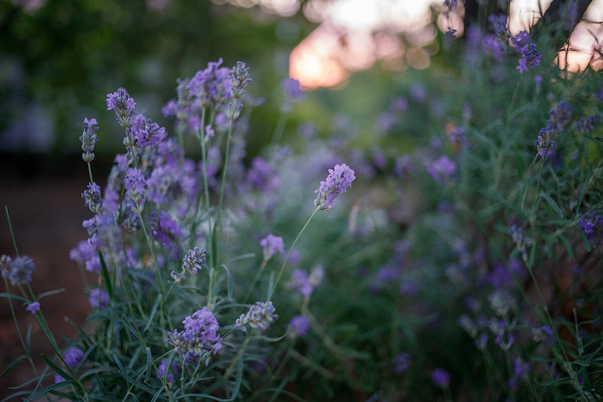 *** - Иваннович *