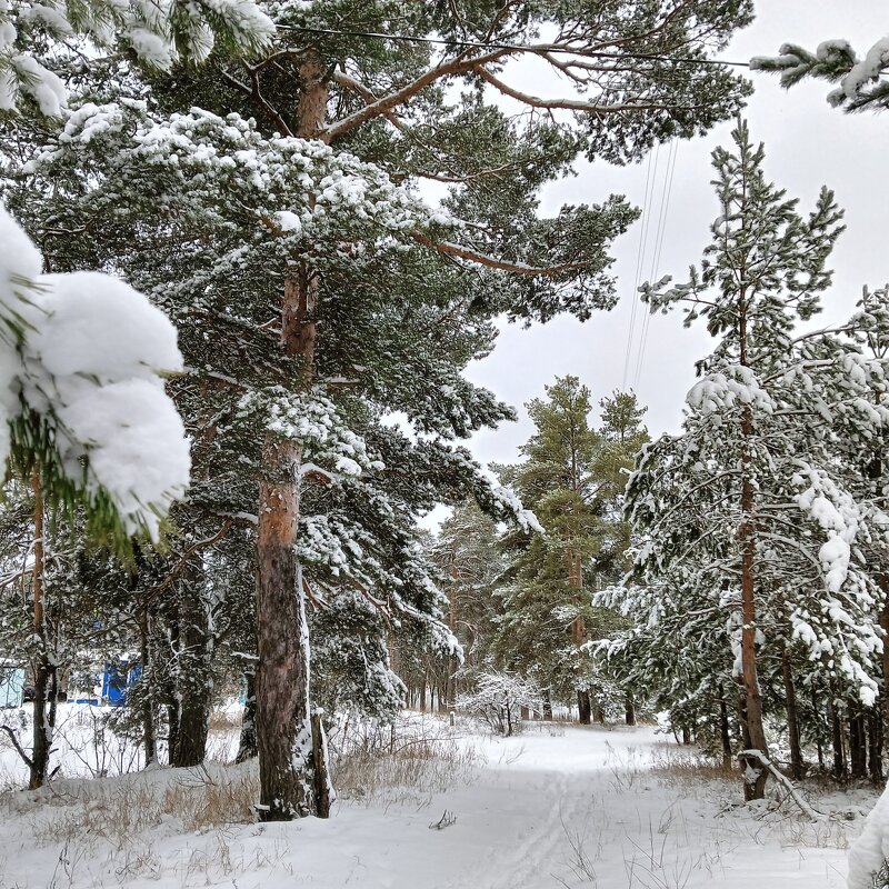деревья снегом серебрятся - Владимир 
