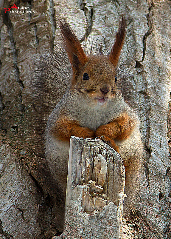 Белочка - Андрей Пристяжнюк
