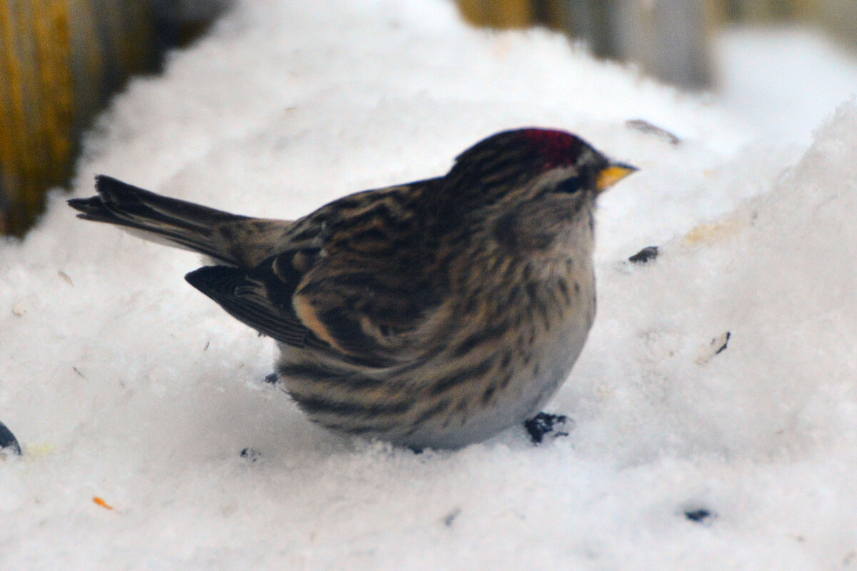 чечётка - леонид логинов