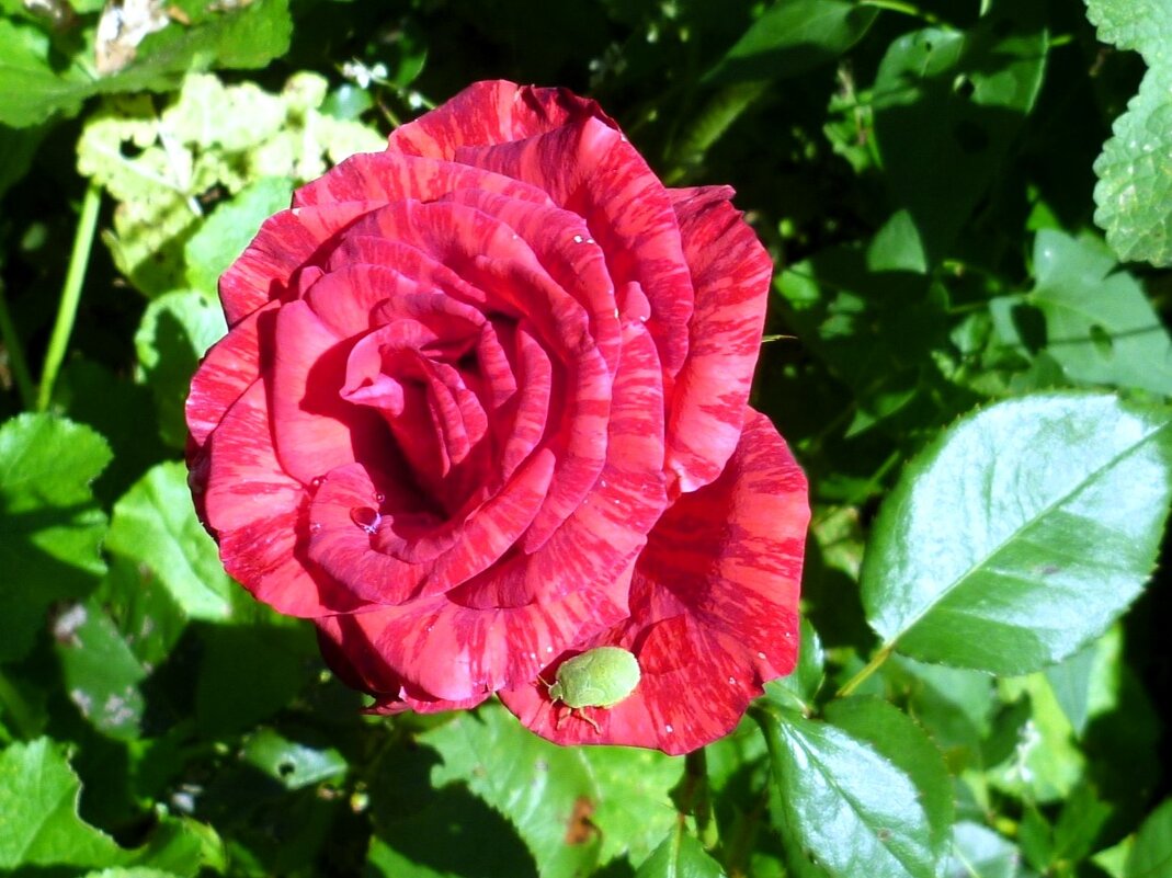 роза - Наталья 