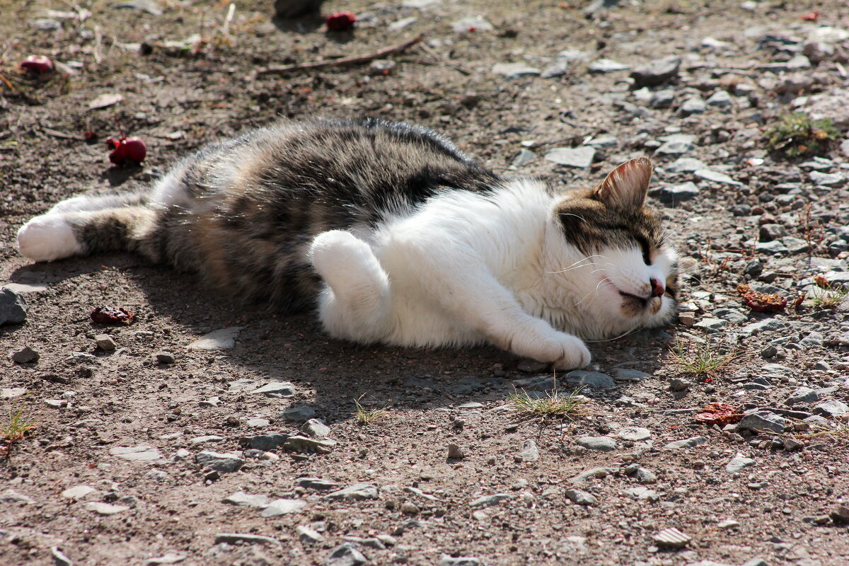 Я на солнышке лежу - victor Lion