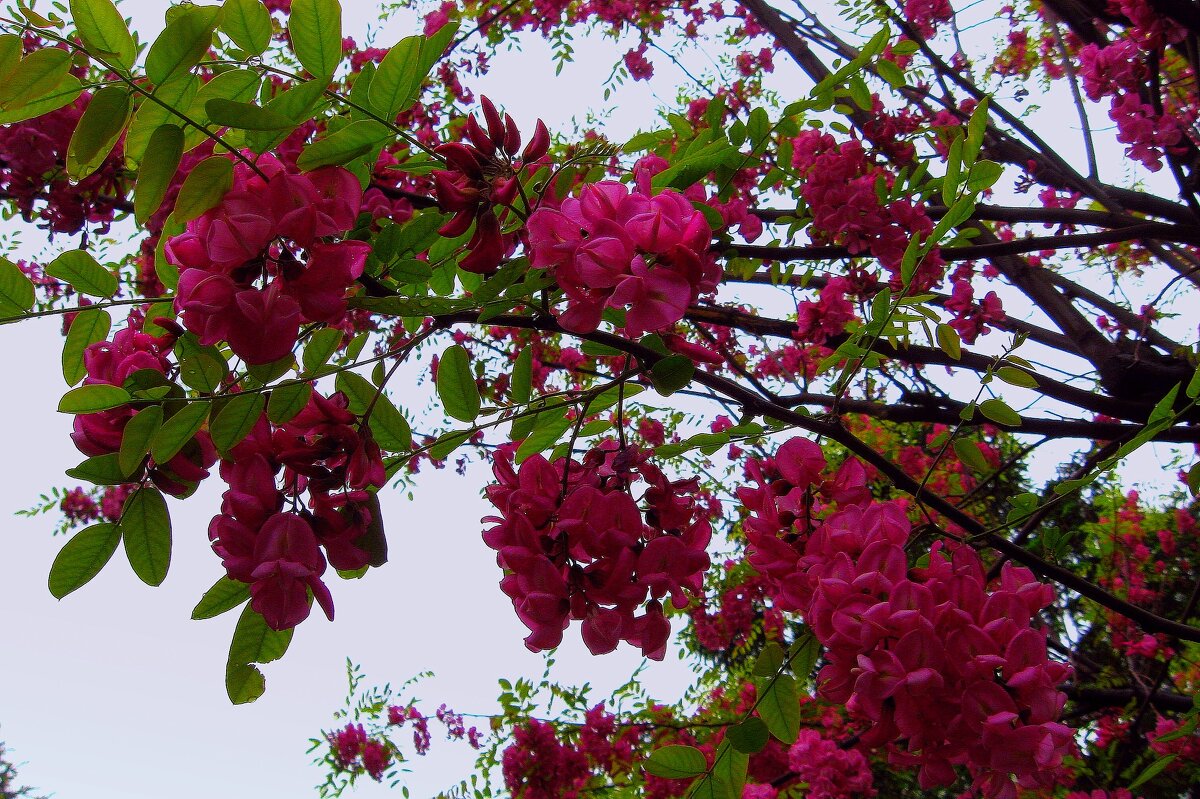 АКАЦИЯ - Татьяна Касьяненко